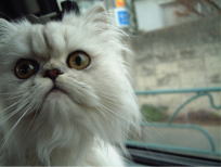 ���j�C���[�W